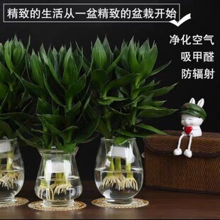 大叶粗根观音竹富贵竹水竹水培植物盆栽绿植发财树室内客厅办公桌