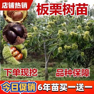 板栗树苗嫁接大红袍板栗苗果树苗地栽四季特大南北方种植当年结果