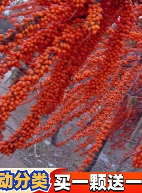 大果沙棘苗沙棘树苗盆栽/地栽沙棘果树苗沙棘钙果苗南北方种植