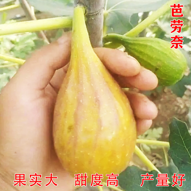 香蕉芭劳奈无花果树苗特大无花果树苗南北方栽植庭院盆栽地栽树苗