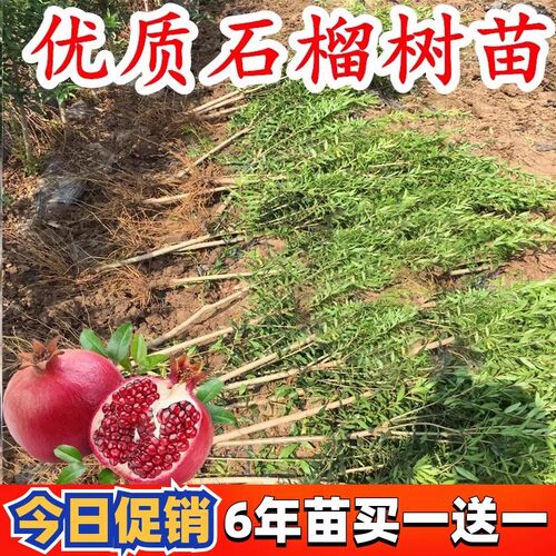 石榴果树苗石榴树盆栽地栽