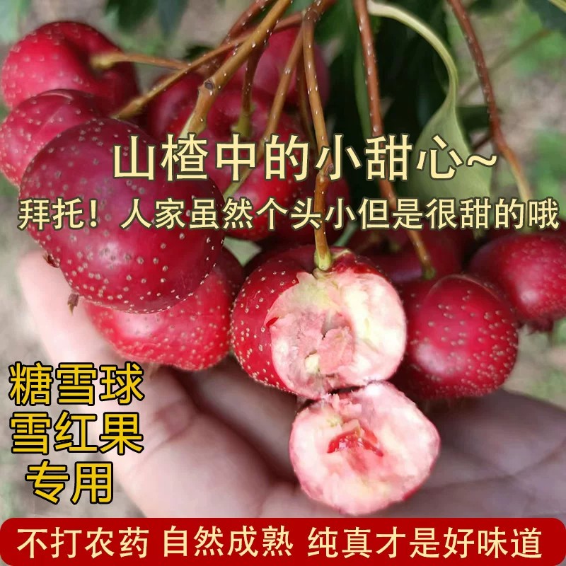 新鲜甜山楂甜红子山楂