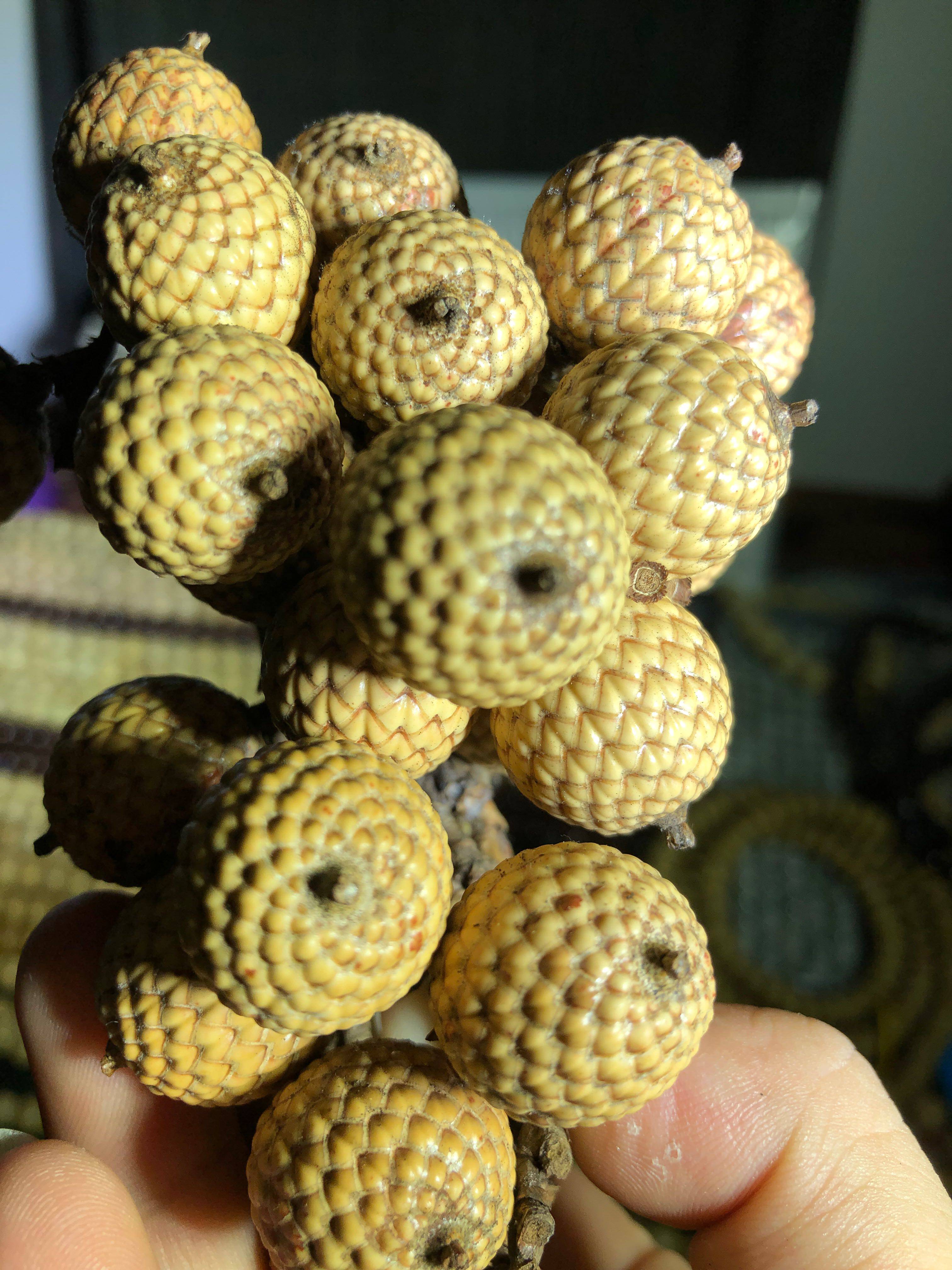 淘宝直播专拍链接海南星月菩提原生态顺白正月高密佛珠
