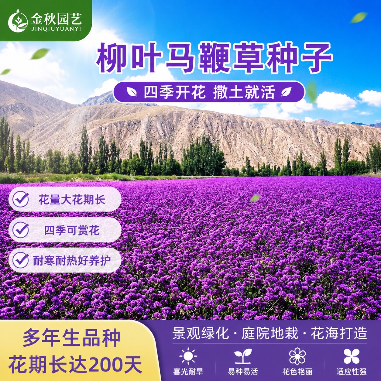 柳叶马鞭草种子1kg起批花海景观绿化工程耐热耐旱籽多年生观花种