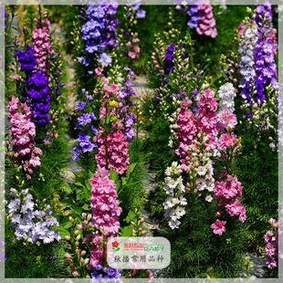 大花翠雀种子矮翠雀蓝多色小花飞燕草盆栽花宿根耐寒盆栽庭院景观