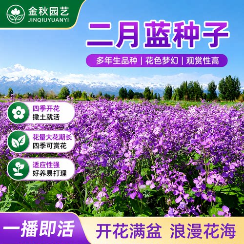 蓝色二月兰庭院园林绿化花卉种子