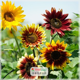 向日葵种子玩具熊矮人向阳花盆栽观赏型花籽室内阳台庭院四季花卉