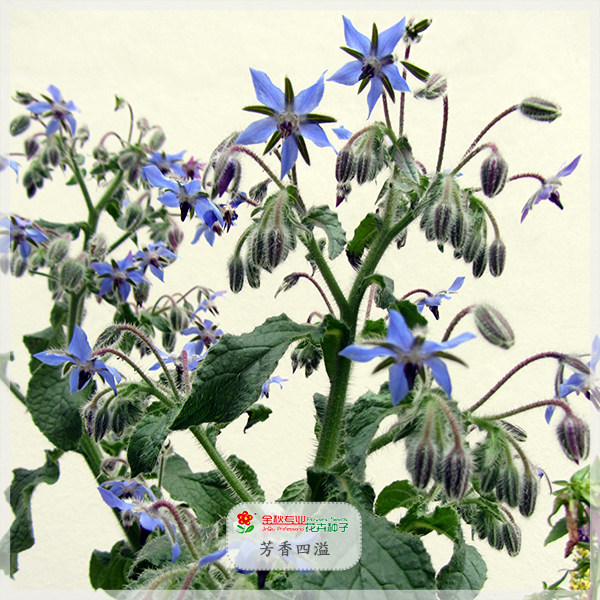 桂竹香种子琉璃苣花卉紫罗兰芬芳紫色花阳台庭院涩荠室内盆栽绿植