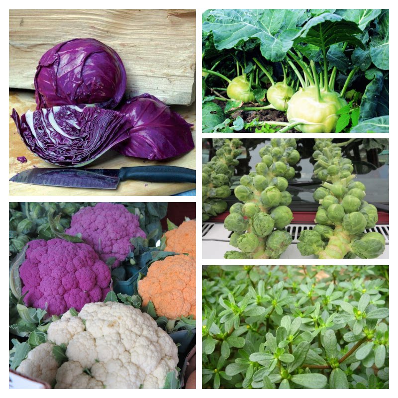 苦瓜大葱家庭菜园种菜小菜园阳台黄瓜蔬菜品种荷兰豆甘蓝韭菜茄子