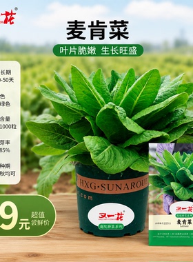 又一花麦肯菜生菜种子春秋播种易种阳台盆栽蔬菜种子深绿色叶片