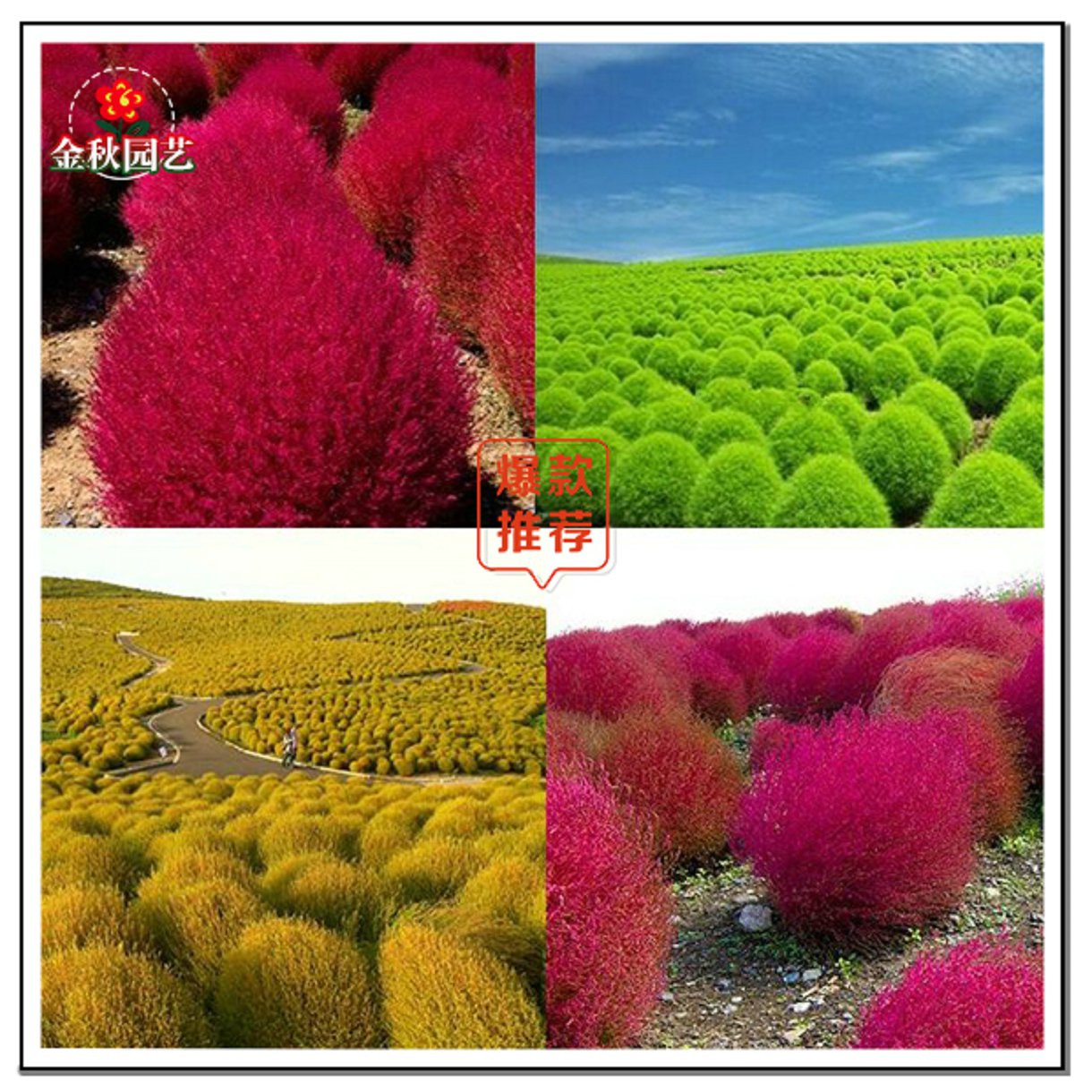 红绿叶地肤草种子扫帚菜种子花海花坛庭院盆栽草坪花草籽四季种植