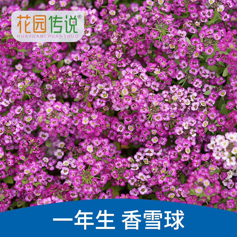 【拍一发三】香雪球花种子矮生耐旱花卉室外庭院多年生地被垂吊花