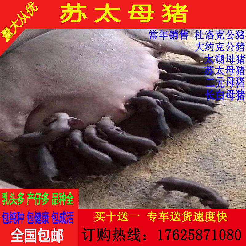 原种苏太母猪太湖二元母猪杜洛克公猪大白长白约克种猪30斤活体