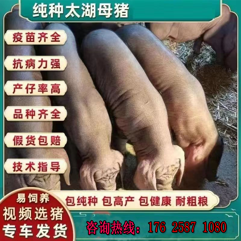 原种太湖母猪苏太二元母猪梅山母猪大白猪纯种长白约克杜洛克公猪