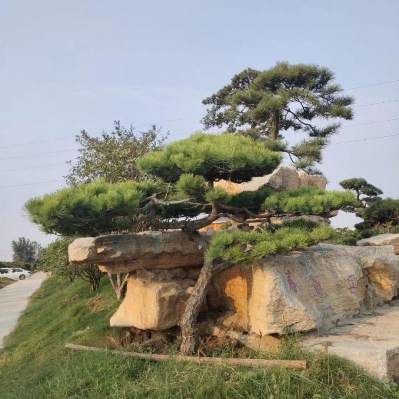 黑松树苗  黑松造型树 黑松盆栽树桩 四季常青  庭院别墅景观绿化