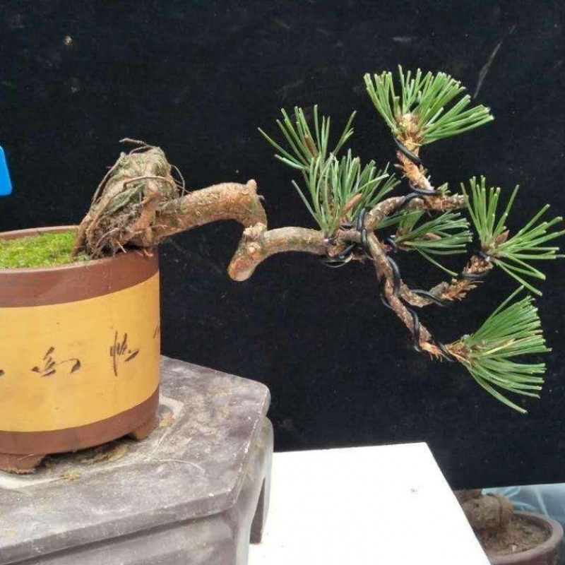 盆景阳台花卉庭院树桩绿化苗