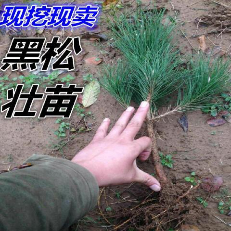 销售松树苗 雪松树苗.黑松小苗白皮松小苗.黑松盆景苗.五针松盆景