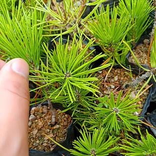 带育苗盆日本三河黑松矮霸素材苗 提根小品 荒皮性轴切黑松盆