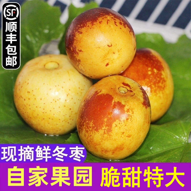 山东沾化冰糖冬枣新鲜5斤特大现摘当季孕妇水果脆甜枣子礼盒装