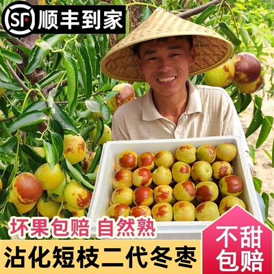 短枝二代冬枣|脆甜无渣|顺丰到家