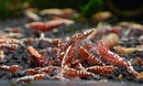 红银河鱼骨银河斑马黑红银河鱼骨水晶虾鱼骨斑马水晶虾宠物虾