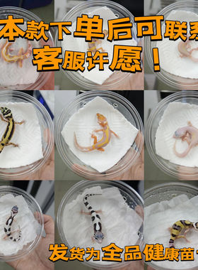 豹纹守宫肥尾蜥蜴幼苗幼崽不咬人宠物网红可爱爬宠活物