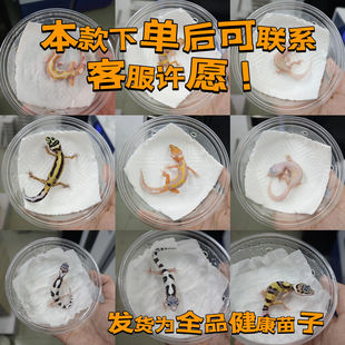 豹纹守宫肥尾蜥蜴幼苗幼崽不咬人宠物网红可爱爬宠活物