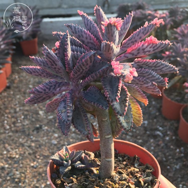 多肉植物不死鸟锦落地生根景天科办公室美观易养小老桩花卉 兰婉博花卉园艺场 淘优券 多肉植物不死鸟锦落地生根景天科办公室美观易养小老桩花卉 兰婉博花卉园艺场 淘优券