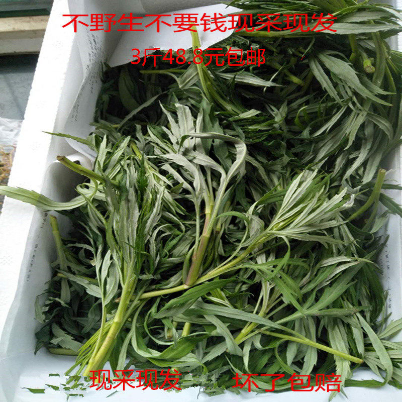 柳蒿芽东北野生山菜野菜山野菜新鲜3斤包邮