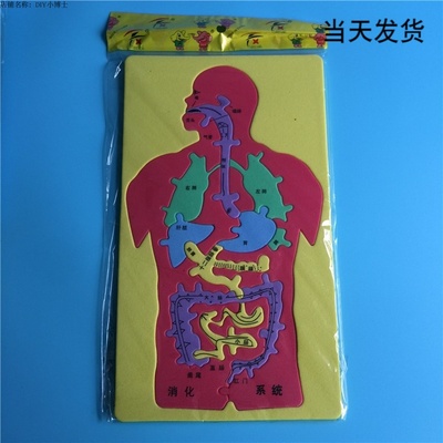 人体消化系统内脏拼图儿童益智