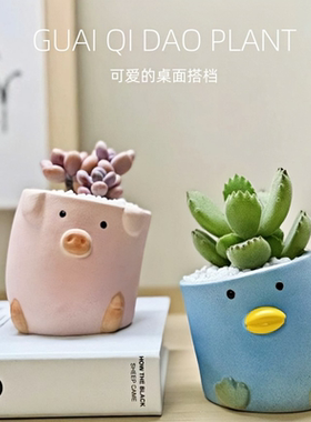 带陶瓷盆桃蛋熊童子多肉植物盆栽