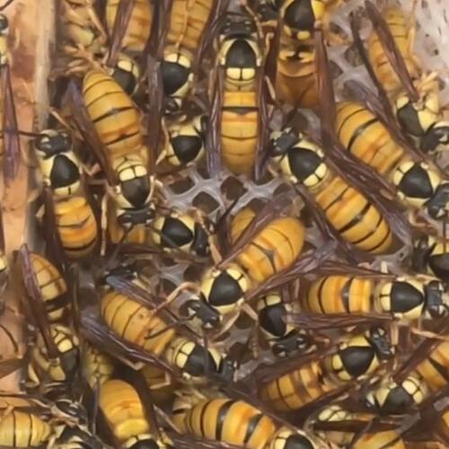 黑盾蜂王黄脚野王七里野生王