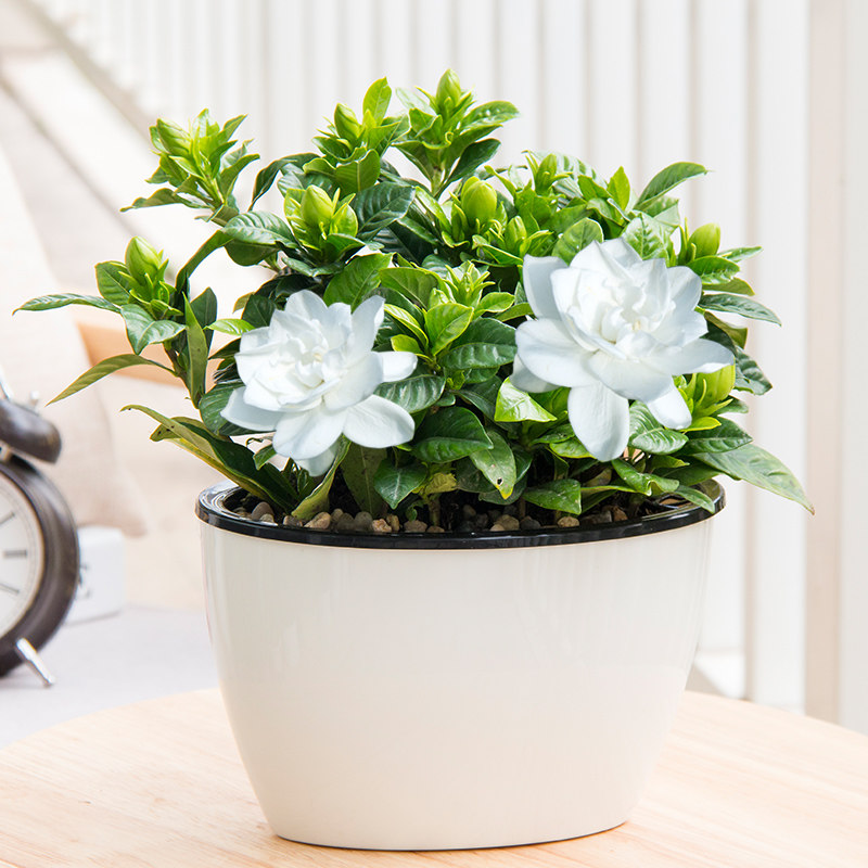 栀子花大苗盆栽四季开花室内花卉办公室绿植开花卉植物阳台花卉|msdalam kategori penghantaran bunga/bunga simulasi/tumbuhan berkebun, bunga/Tumbuh-tumbuhan tumbuh-tumbuhan pasu (baru), bunga - dari Buy2taobao.com untuk memberikan perkhidmatan ejen Taobao profesional membeli