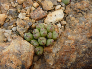 tantillum ssp lindenianum 小T种子 肉锥种.子