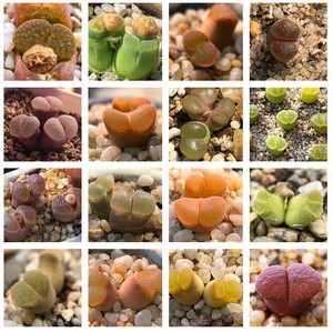 优选风铃混合种子 肉锥花种子 多肉植物 Conophytum