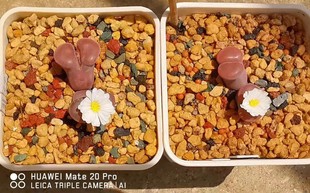 多肉植物 肉锥花 哈默灯泡种子 Conophytum hammeri