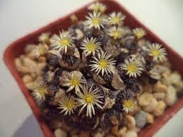 墨小锥 Minimum wittebergense RR714 肉锥种子 进口种源