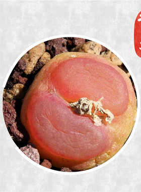 Conophytum ratum SH1200 拉登 进口肉锥种子 日系 会红的拉登