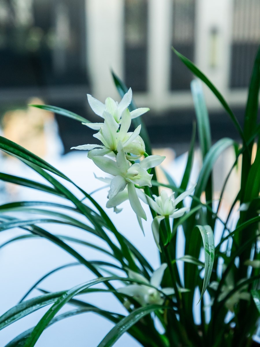 兰花苗盆栽香兰草直销带花苞原盆带土浓香名贵建兰花卉绿植物室内