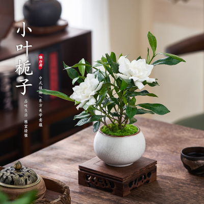 栀子花茶桌办公桌四季开花