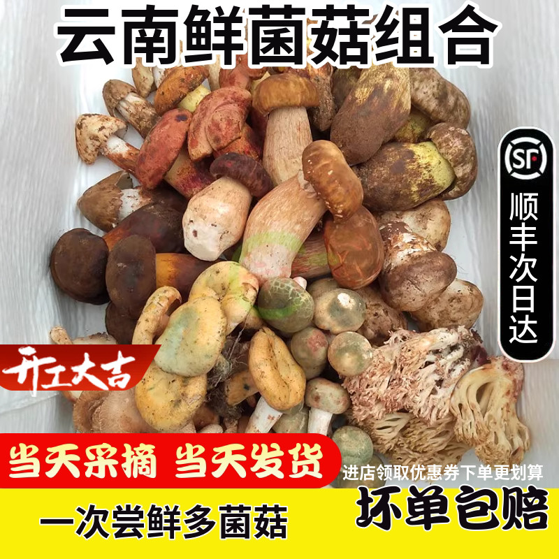 现货新鲜野生菌组合蘑菇2斤松茸羊肚牛肝 云南山珍见手青鸡枞菌子