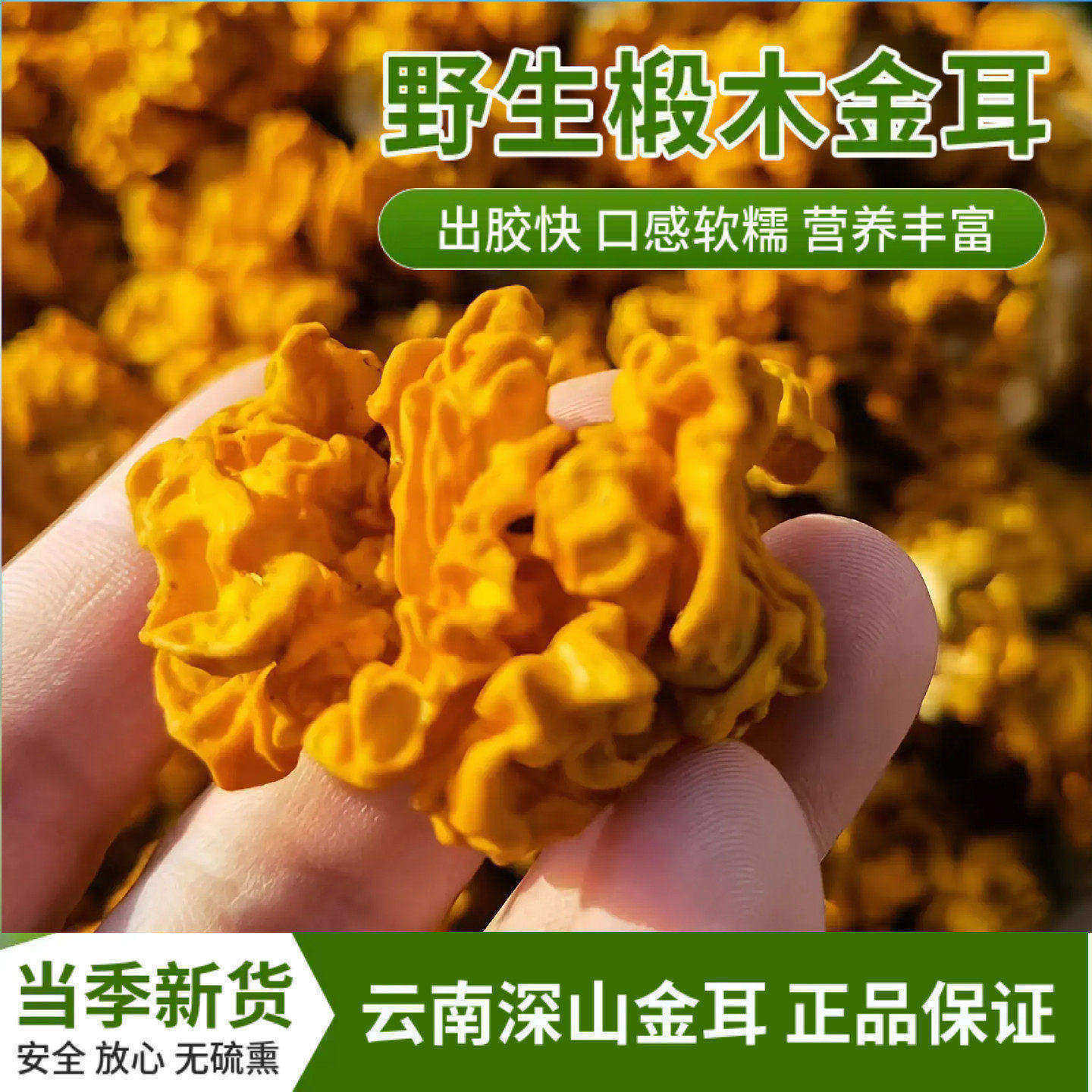 野生椴木金耳菌干货100g云南深山黄木耳银耳菌野生菌椴木金耳黄耳