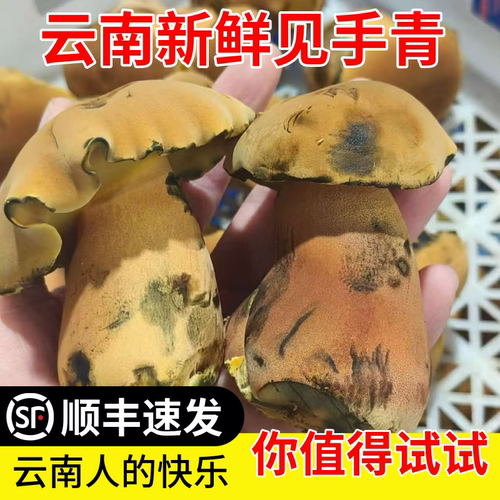 云南新鲜见手青野生菌子变色蘑菇