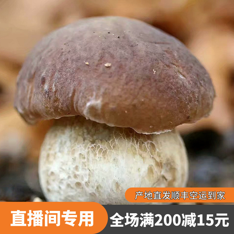 直播间专拍新鲜野生菌牛肝菌鸡枞羊肚菌松茸干货10g