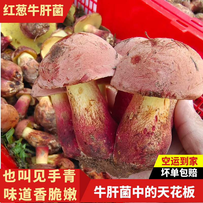 云南野生见手青新鲜红葱牛肝菌白黄黑牛肝菌变色蘑菇菌子野生蘑菇