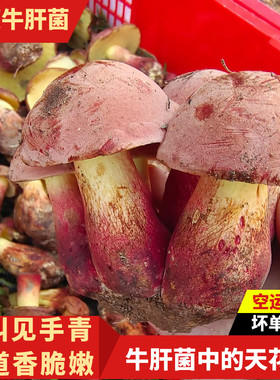 云南野生见手青新鲜红葱牛肝菌