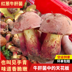 云南野生见手青新鲜红葱牛肝菌