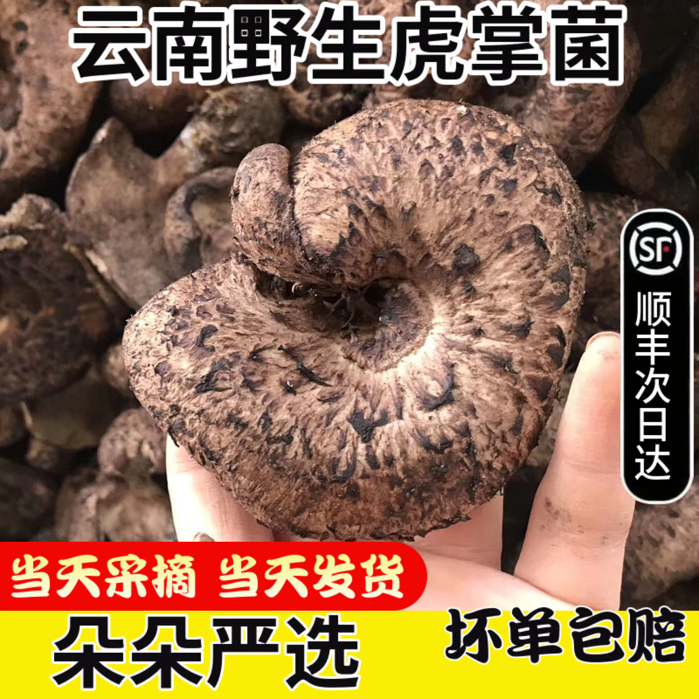 新鲜黑虎掌菌500克云南特产楚雄野生菌菇煲汤 鲜虎掌菌干货老虎菇