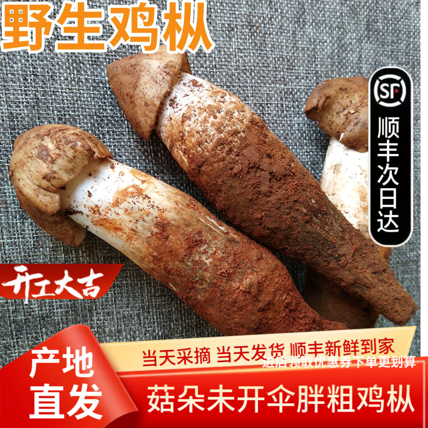2025年现货新鲜野生鸡枞菌500g鸡纵云南野生菌特产鲜火把菌鸡棕菌