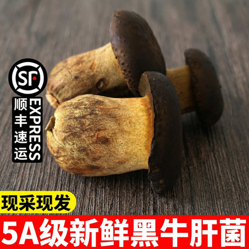 新鲜500g非干货美味山珍黑牛肝菌